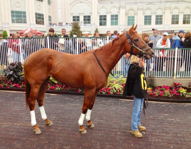 Kentucky Derby racehorse in Louisville