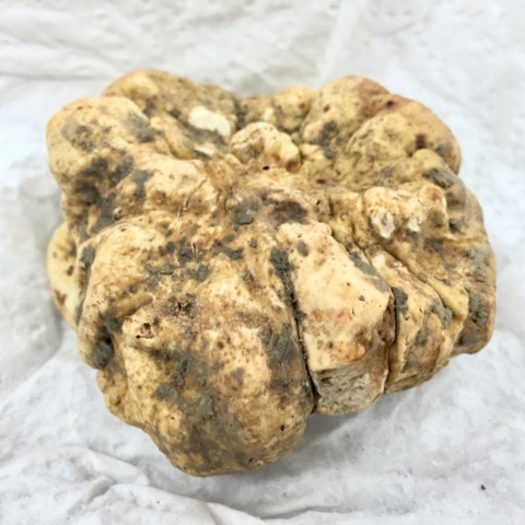 Alba white truffle imported for Scarpetta cookbook recipe for steak tartare