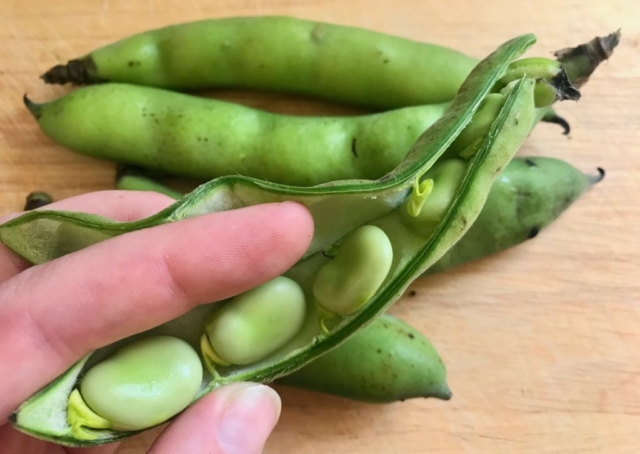 On Vegetables cookbook by Jeremy Fox recipe for whole roasted young fava beans with their pesto and pistachio